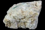 Fluorapatite Crystal In Calcite - New York #71624-2
